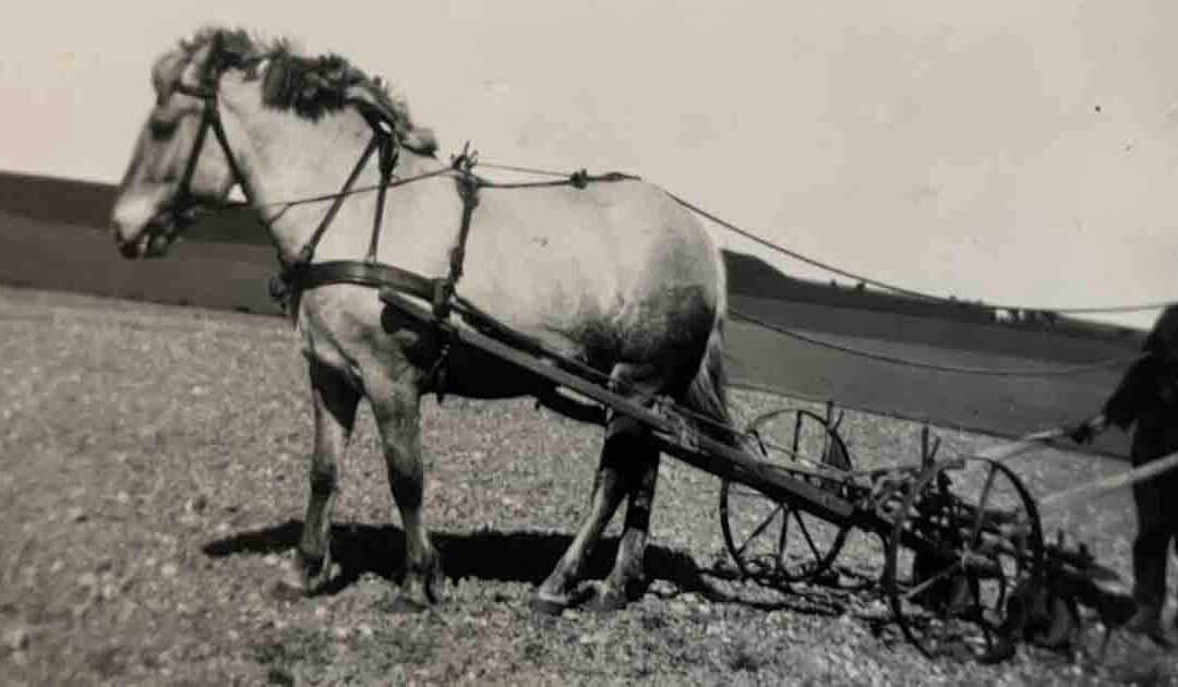 At være 14-årig i Skovsted (10 af 10)