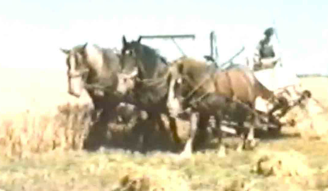 THYfilm fra 1950 (3)
